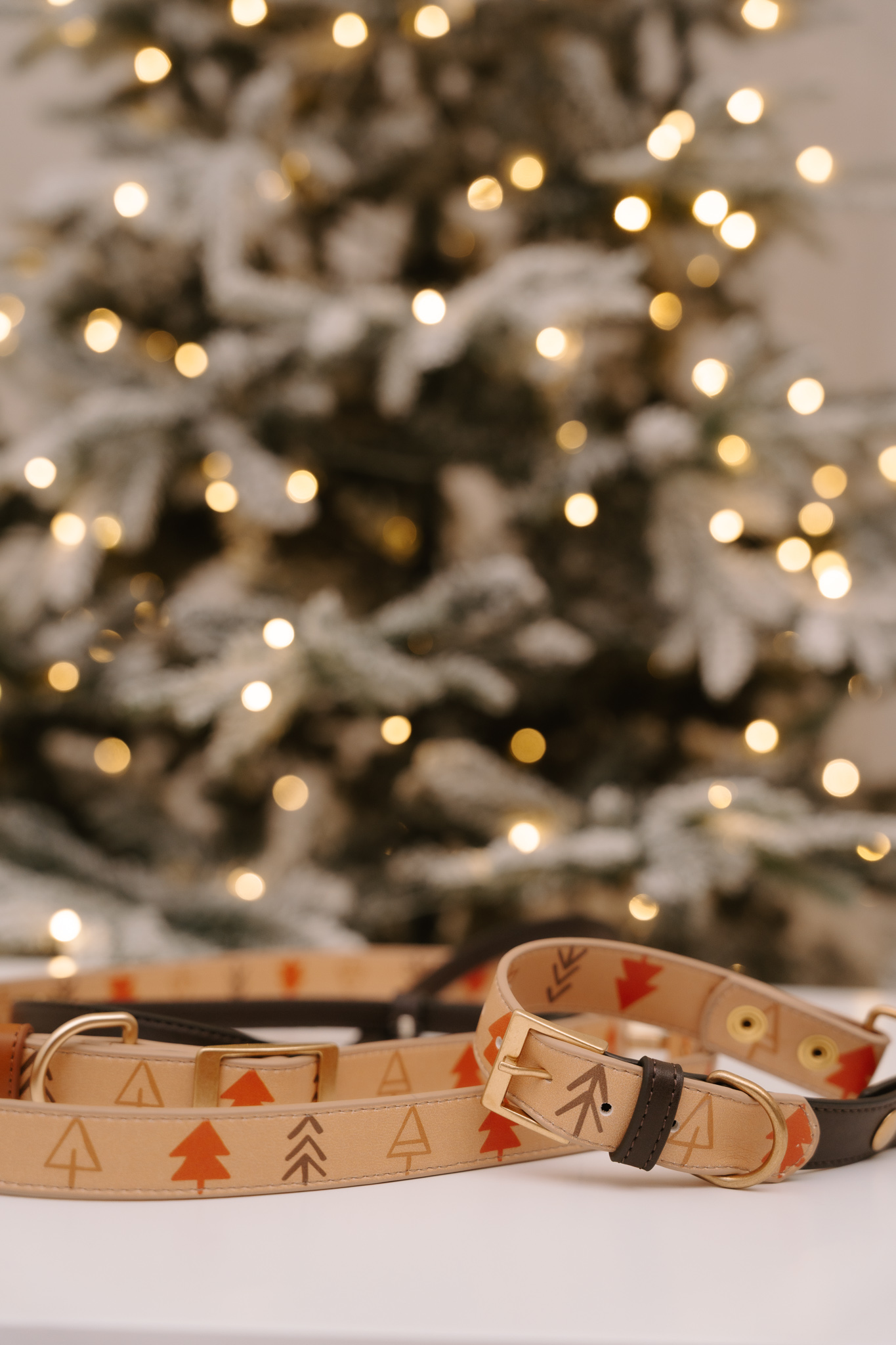 Businessshooting Köln Hundebusiness(