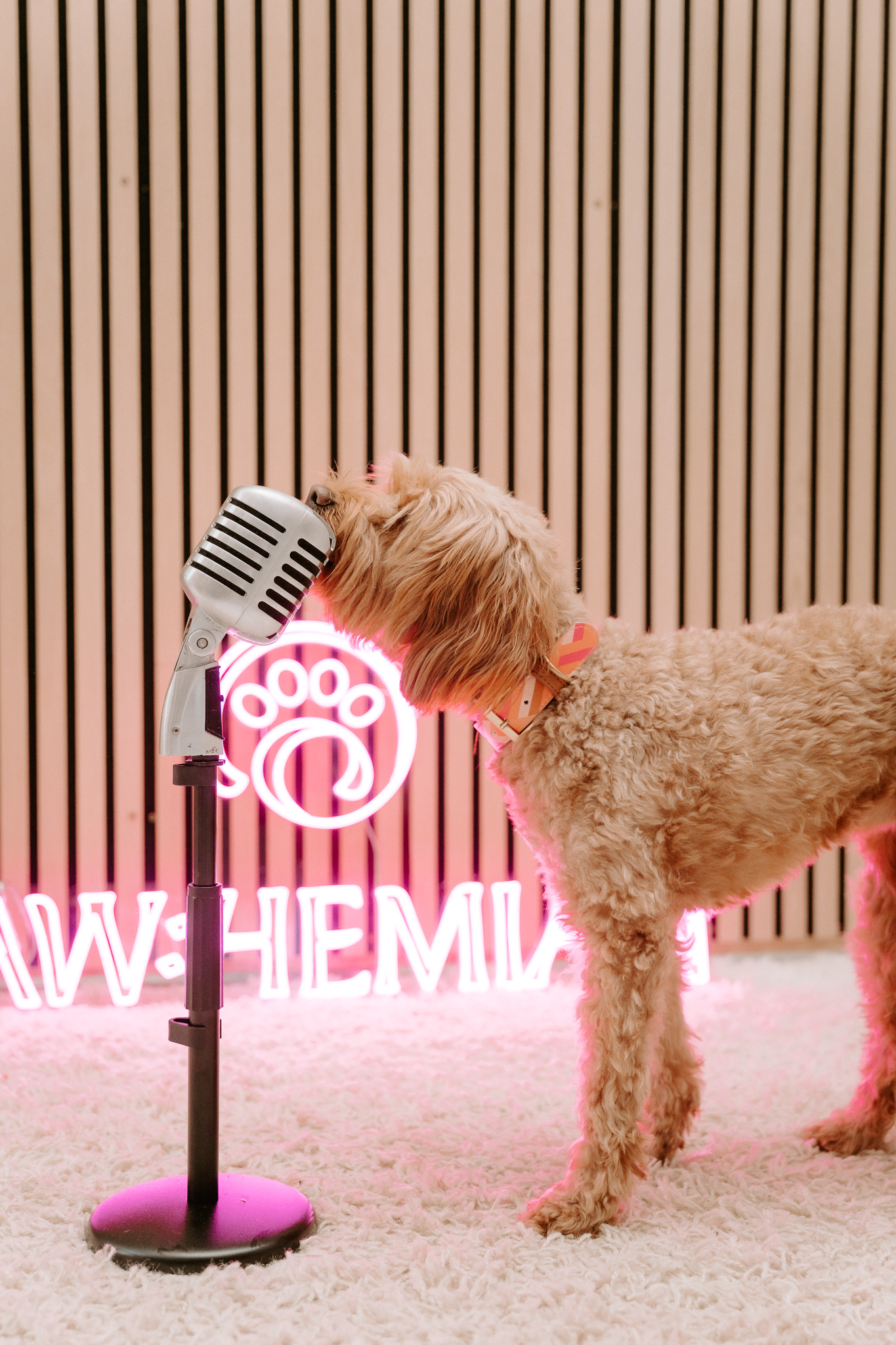 Ein Hund steht vor einem Mikrofon und trägt ein schickes Halsband.